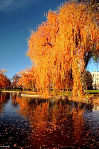 Whispers of Autumn's Embrace 🍂✨