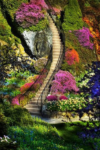 Enchanted Steps of Love 🌸✨