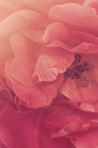 Whispers of a Rose 🌹✨