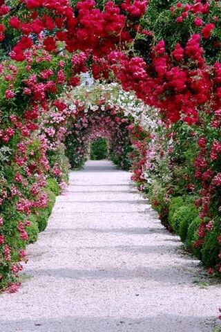 Blossoms of Enchantment 🌸✨