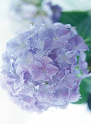 Whispers of Lavender: The Enchanting Hydrangea