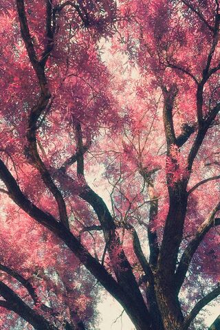 Whispers of the Willow 🌸