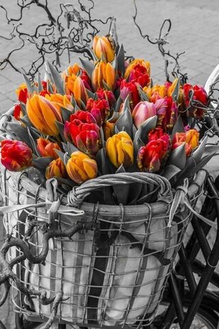 Tulips