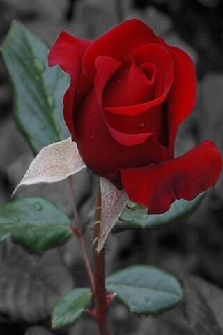 Crimson Elegance: The T..