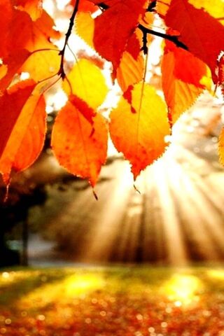 Golden Glow of Autumn 🍂✨
