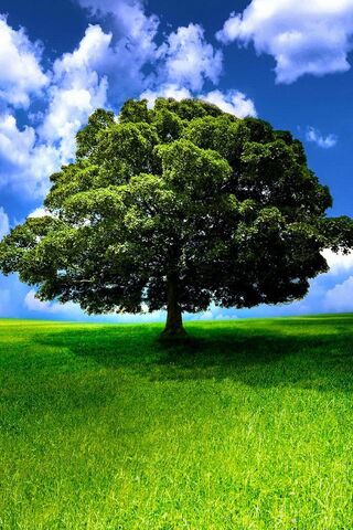 شجرة خضراء