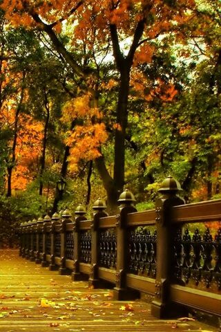Autumn Serenity on Nature's Walk 🍂🌳