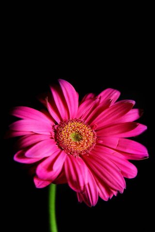 Gerbera Glow: Nature's Pink Wonder 🌸✨