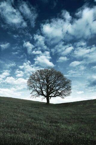 Majestic Solitude: The Oak Tree at Oak Tree Hill 🌳☁️