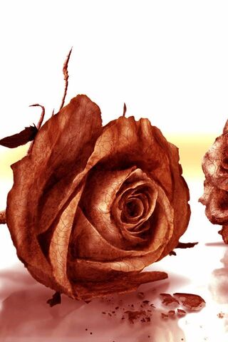 Faded Beauty: The Story of Damaged Flowers