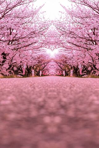 Pink Road