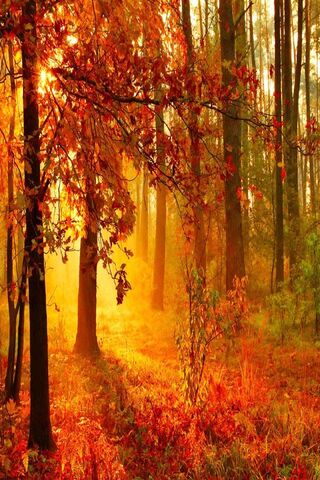 Golden Glow of Autumn