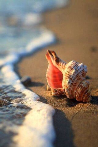 Whispers of the Ocean: The Seashell's Tale 🌊🐚