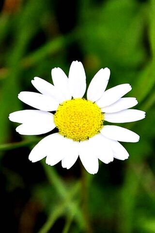 Spring Chamomile