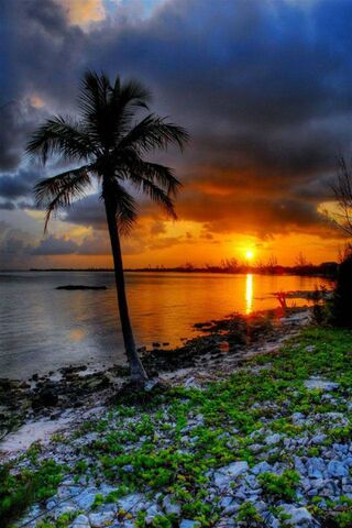 Tropical Bliss: A Golden Sunset Escape 🌅🌴