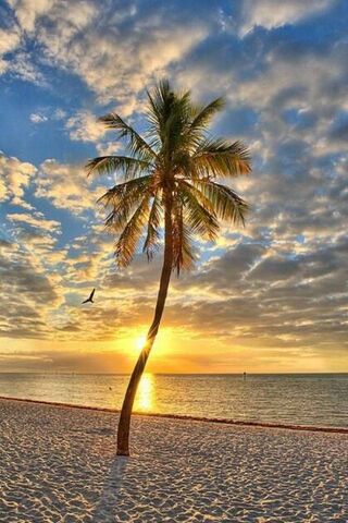 Sunset Serenity: Embracing Golden Summer Vibes 🌅🌴