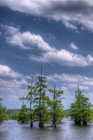 Serenity in the Swamp 🌿🌤️