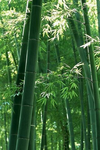 Plantes de bambou