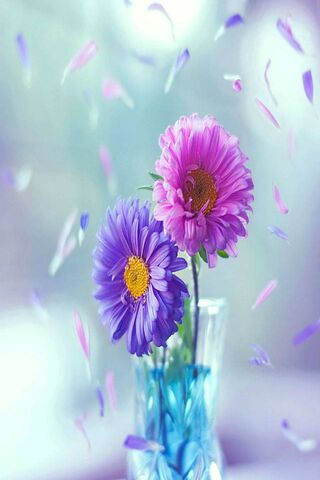Colorful Flowers Hd