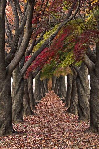 Enchanted Autumn Walk 🍂✨