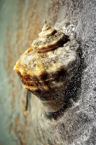 Whispers of the Ocean: The Seashell's Story 🌊🐚