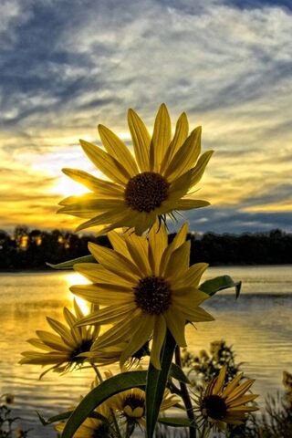 Golden Blooms at Dusk 🌼🌅
