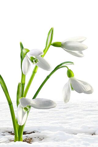 Whispers of Winter: Snowdrops in Bloom ❄️🌼