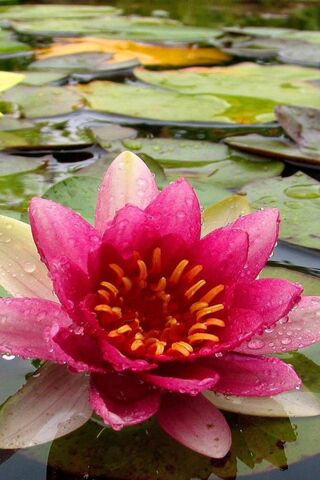 Lotus Blossom: Nature's Serenity 🌸✨
