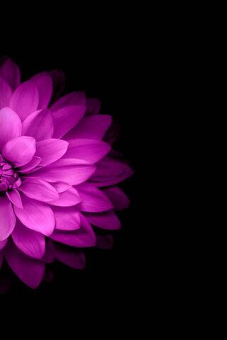 Blossom of Elegance: Th..