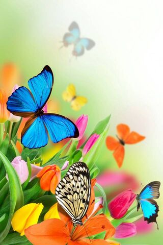 Spring Butterflies