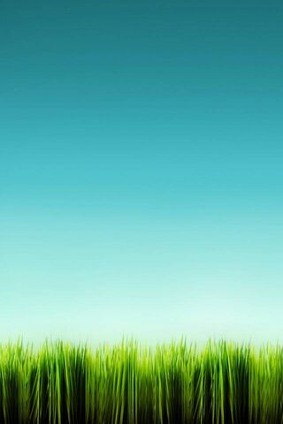 Nature's Green Carpet 🌿✨