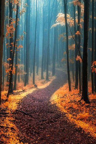 Enchanted Pathways of t..