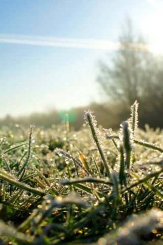 Morning Dew on Nature's Carpet 🌿✨