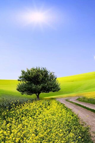 Golden Fields Under a Bright Sky 🌞
