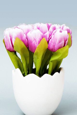 Tulip Dreams: A Touch o..