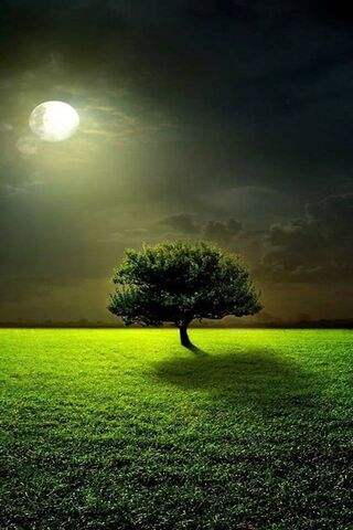 Lonely Tree