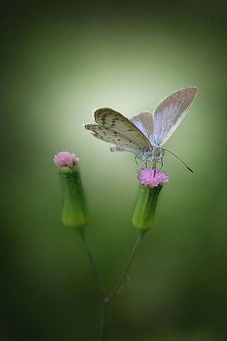 Whispers of Nature: A Butterfly's Embrace