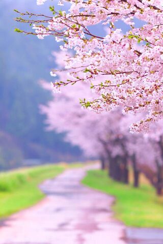 Sakura Path