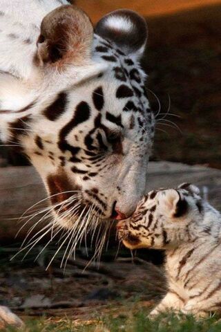 Tender Moments in the Wild 🐾❤️