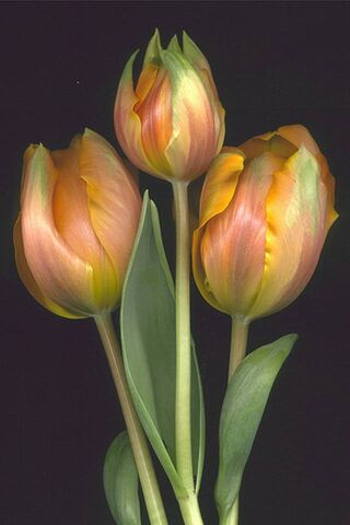 Golden Blooms: The Beauty of Yellow Tulips 🌷✨