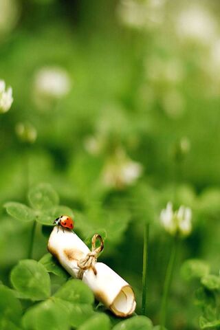 Whispers of Nature: The Ladybird's Secret