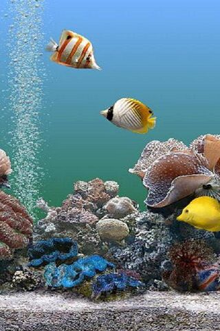 Underwater Wonderland: ..