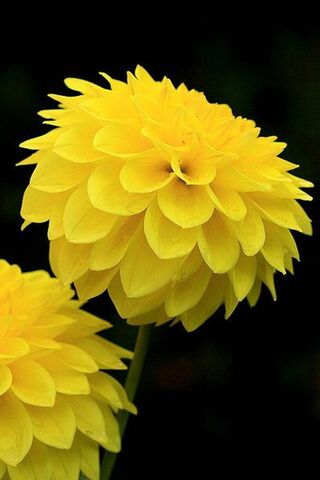 Golden Blooms of Spring..