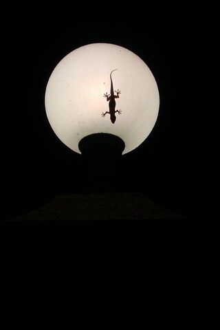 Shadow Dance: A Lizard's Nighttime Adventure 🌙🦎