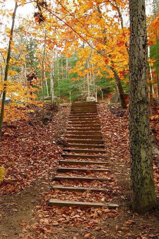 Autumn Ascent: A Journey Through Nature 🍂🌳