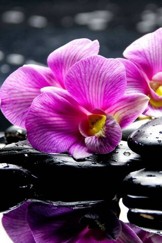 Tranquil Beauty: Spa Orchids in Serenity 🌸🖤