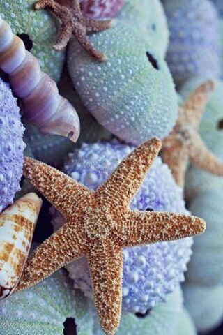 Underwater Treasures: A Kaleidoscope of Shells 🌊🐚