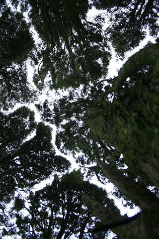 Nature's Green Umbrella: A Glimpse into the Tree Canopy 🌳☁️