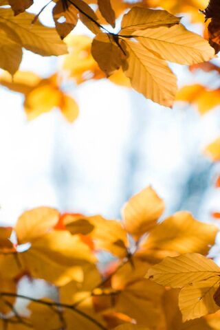 Golden Whispers of Autu..