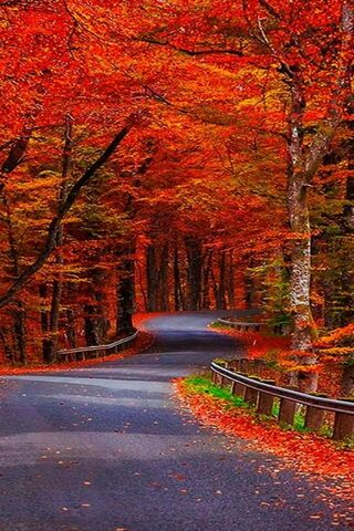Autumn's Fiery Embrace 🍂🔥